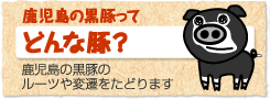 鹿児島黒豚ってどんな豚？